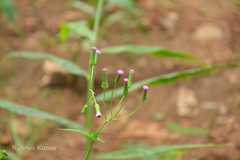 Emilia sonchifolia